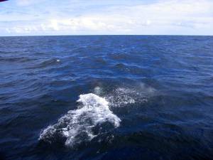 white nosed dolphins en route to Norway, 07